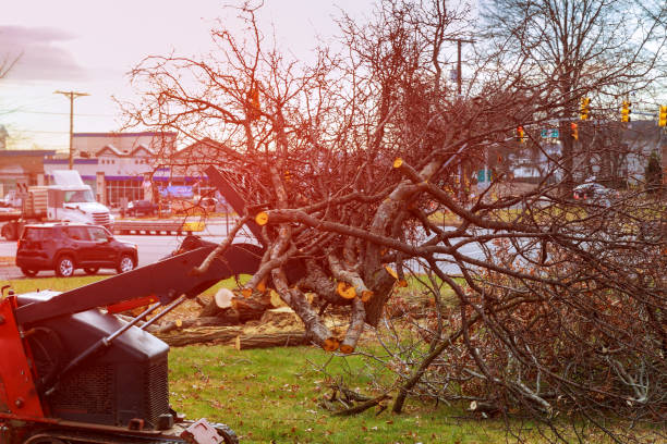 How Our Tree Care Process Works  in  Versailles, IN