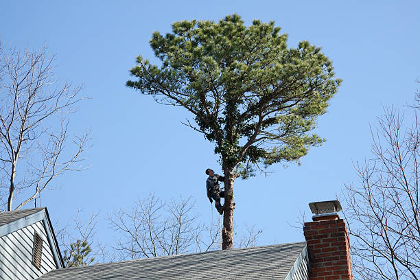 Reliable Versailles, IN Tree Services Solutions